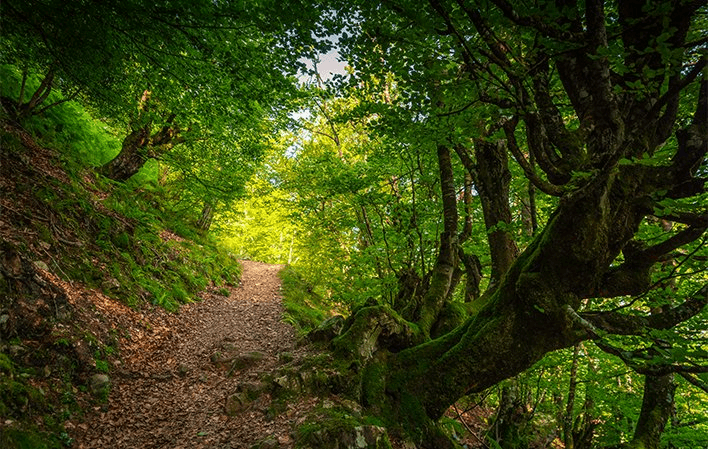 Forêt du Gumial